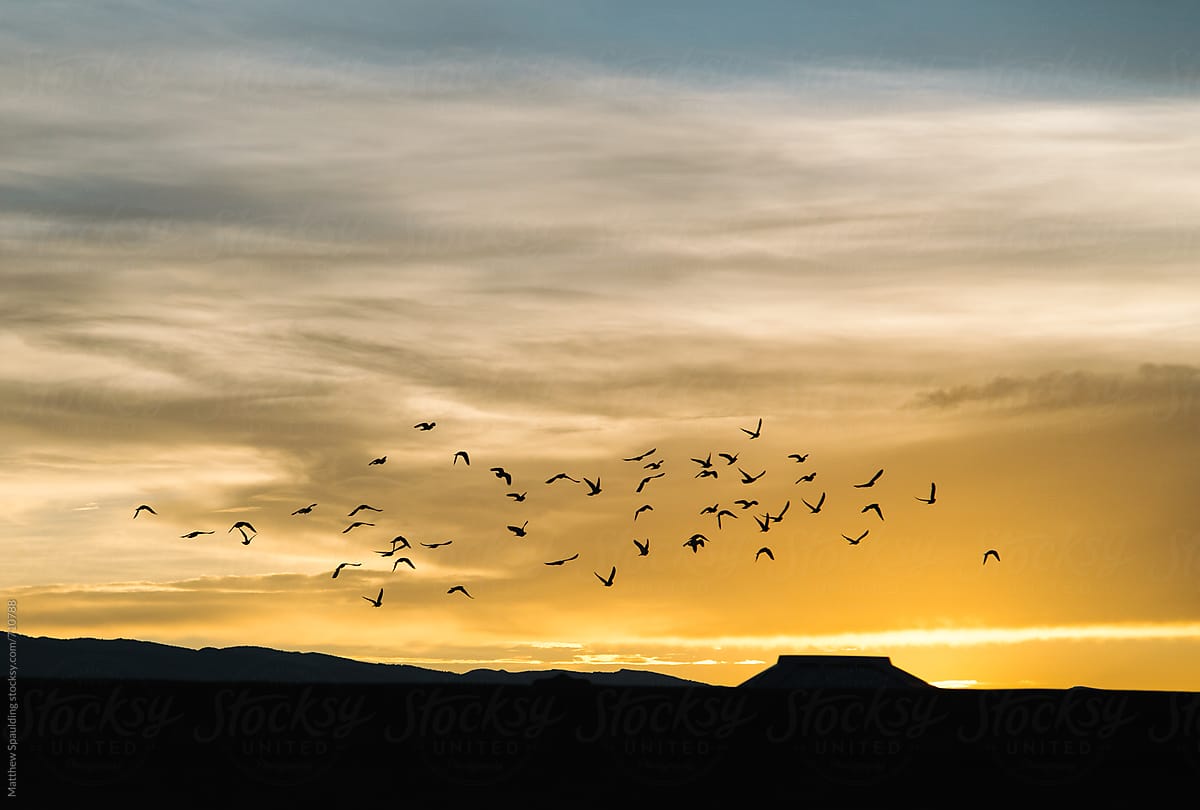 Flock of birds in flight during sunset