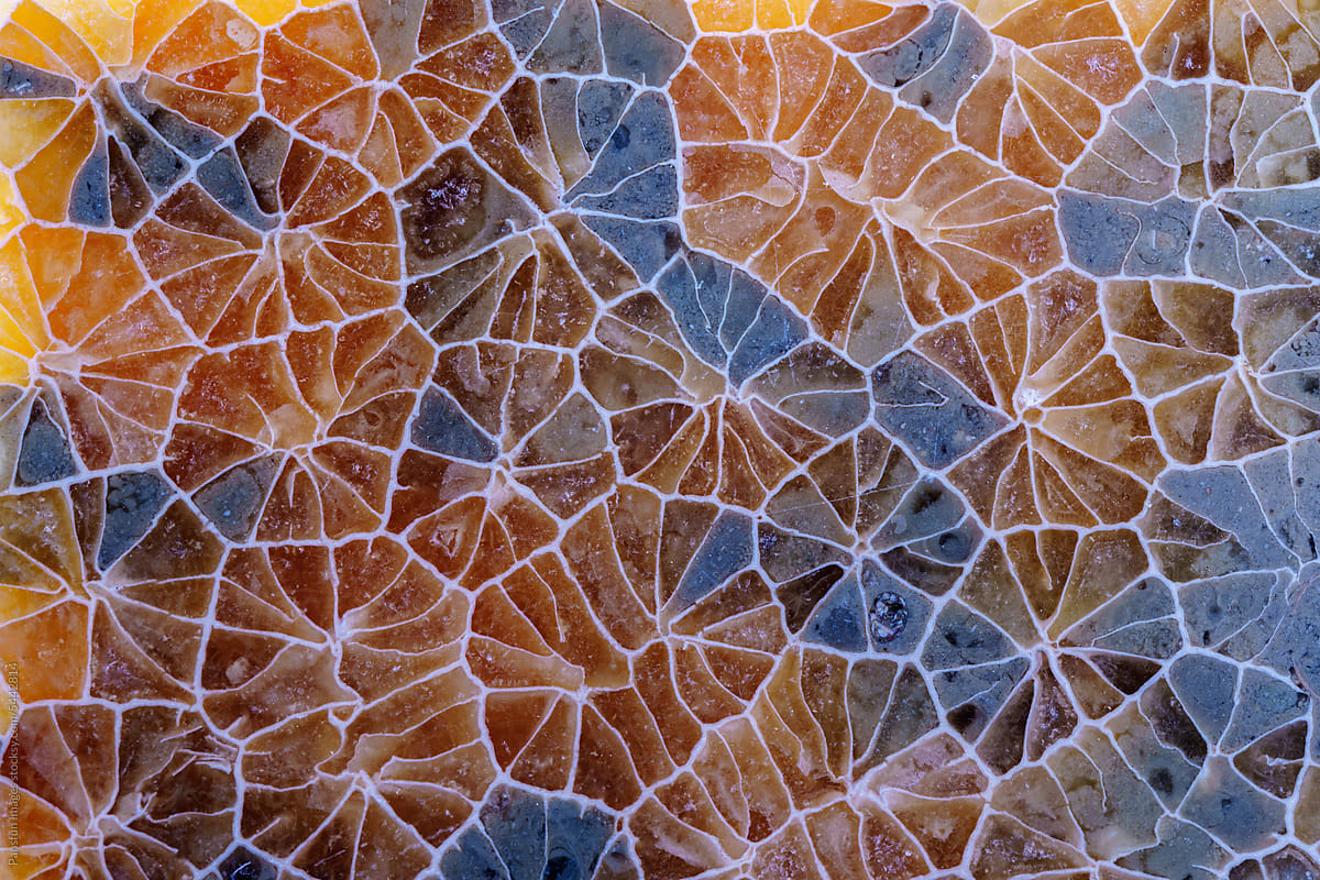 coral skeleton fossil crystal agate kaleidoscope flower pattern type