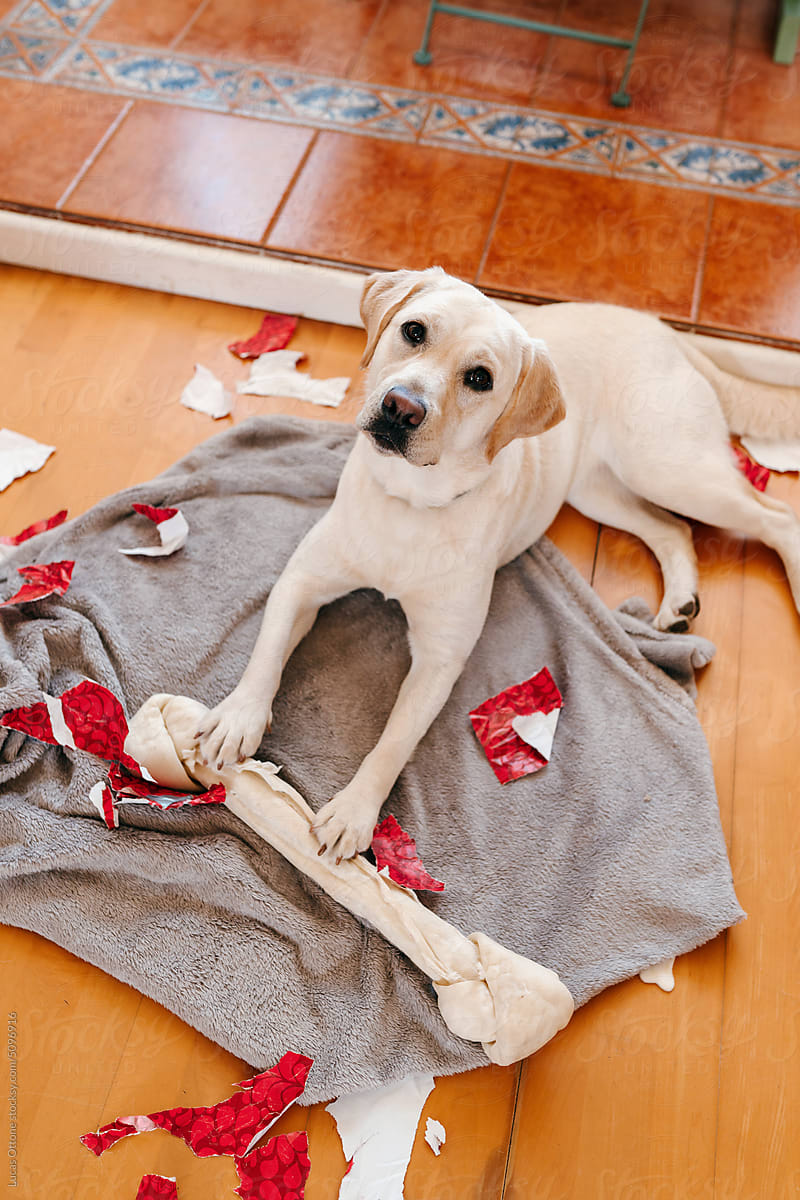 Labrador dog eating a bone and making a mess