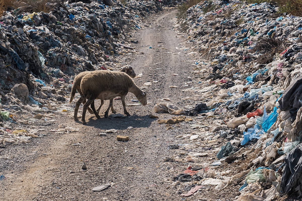 sheep in the midst of a landfill