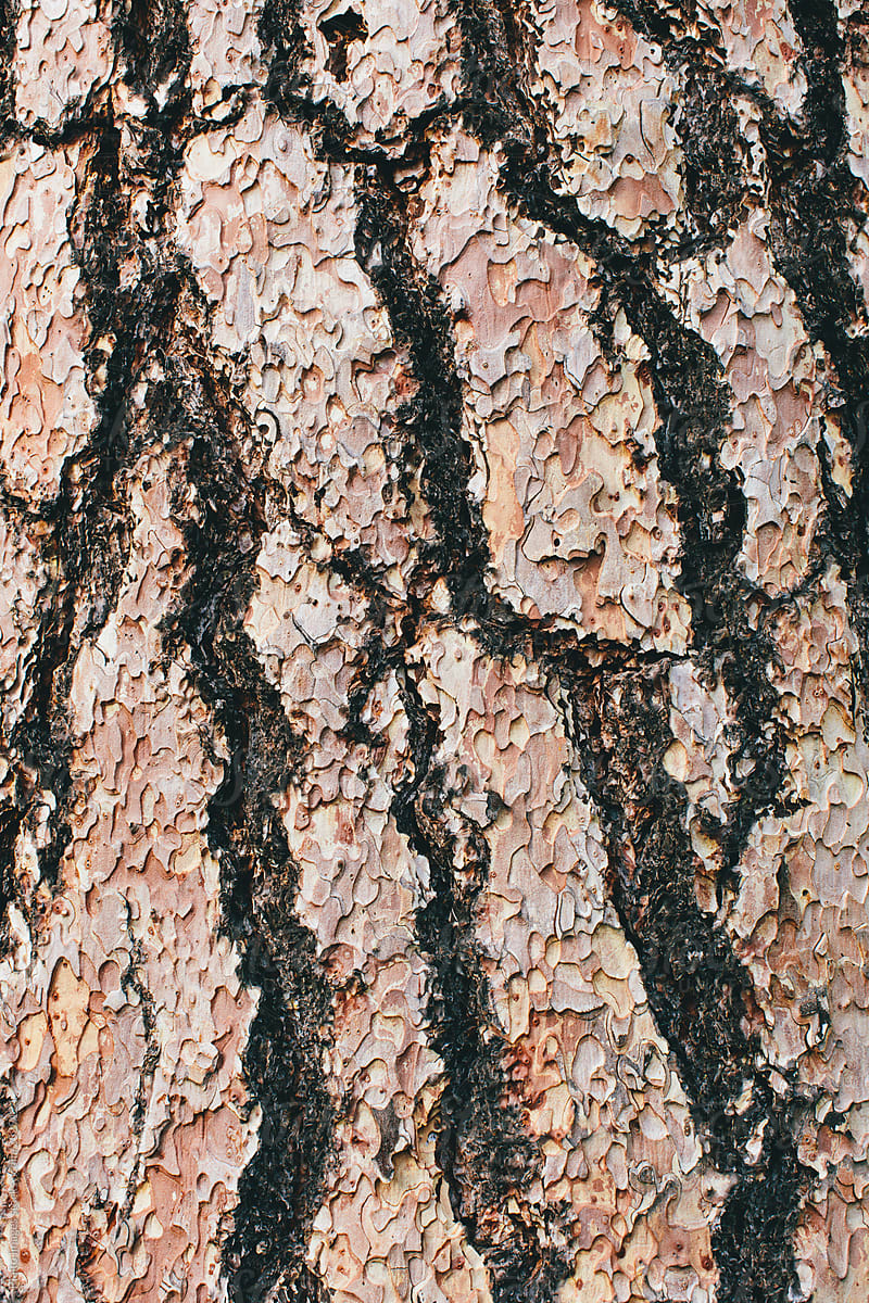 Close up of bark from Ponderosa pine tree (Pinus ponderosa)