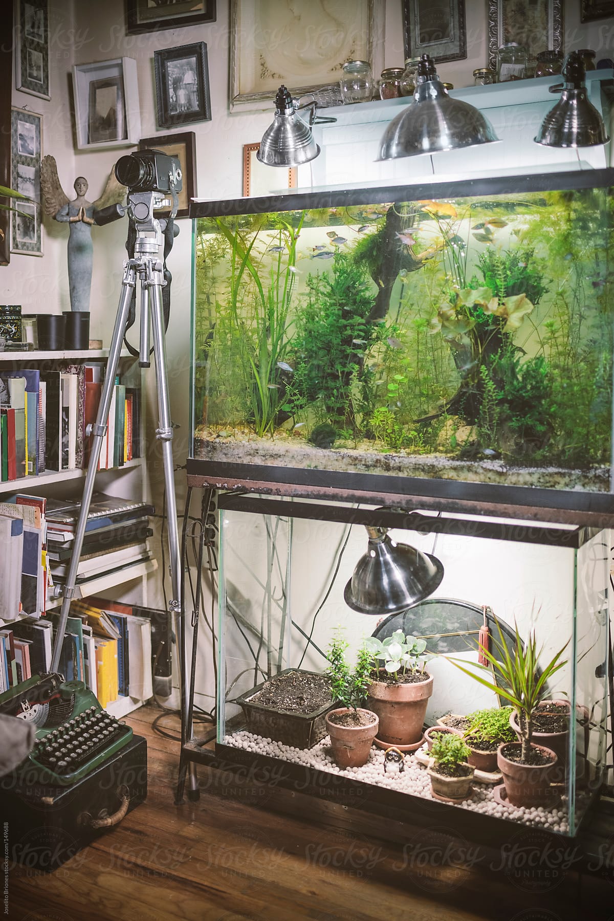 Empty Fish Tank Reuse As Terrarium For Small Plants And Seedlings In Winter" by Stocksy Contributor "Joselito - Stocksy