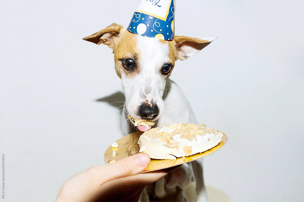 Happy Dog Eating A Birthday Cake