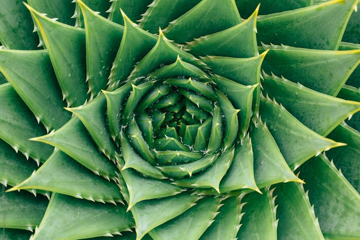 Succulent from Above