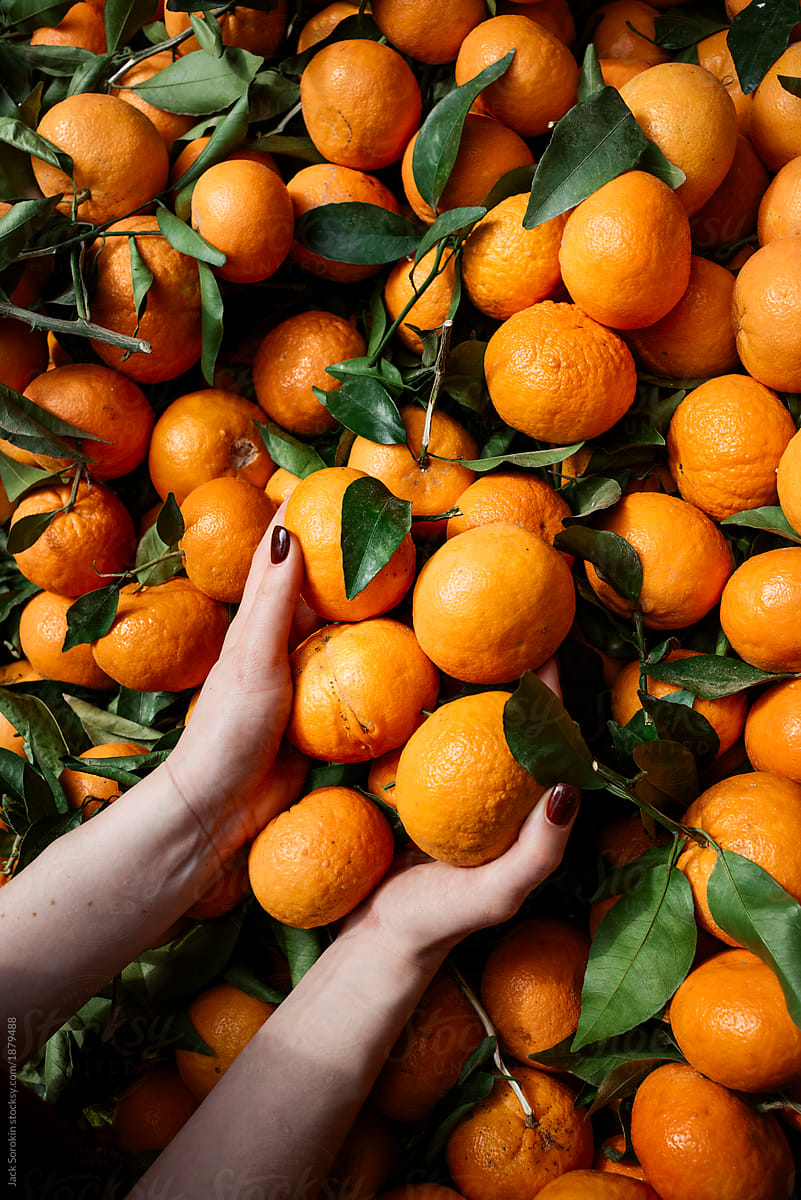 Person picking through large pile of oranges at market.