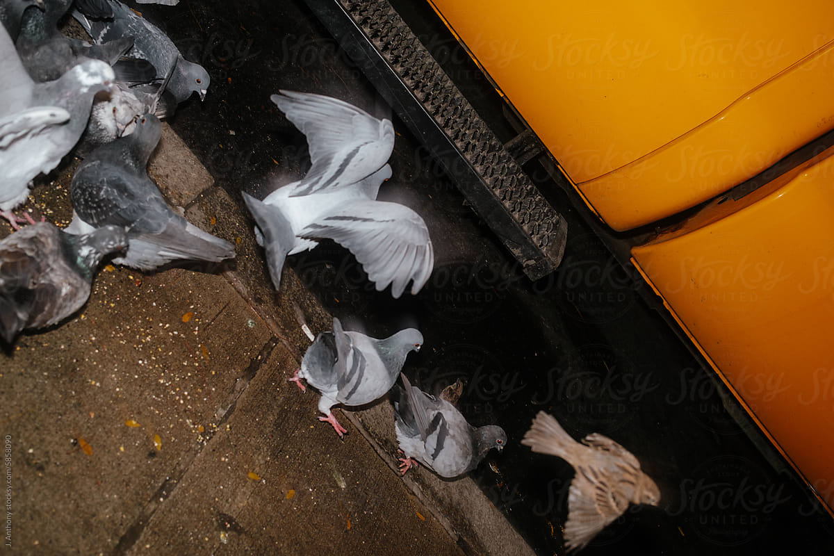 Pigeons on NYC Street