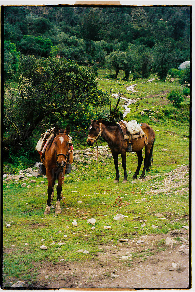 Two Horses Roaming Free in the Peruvian Forest