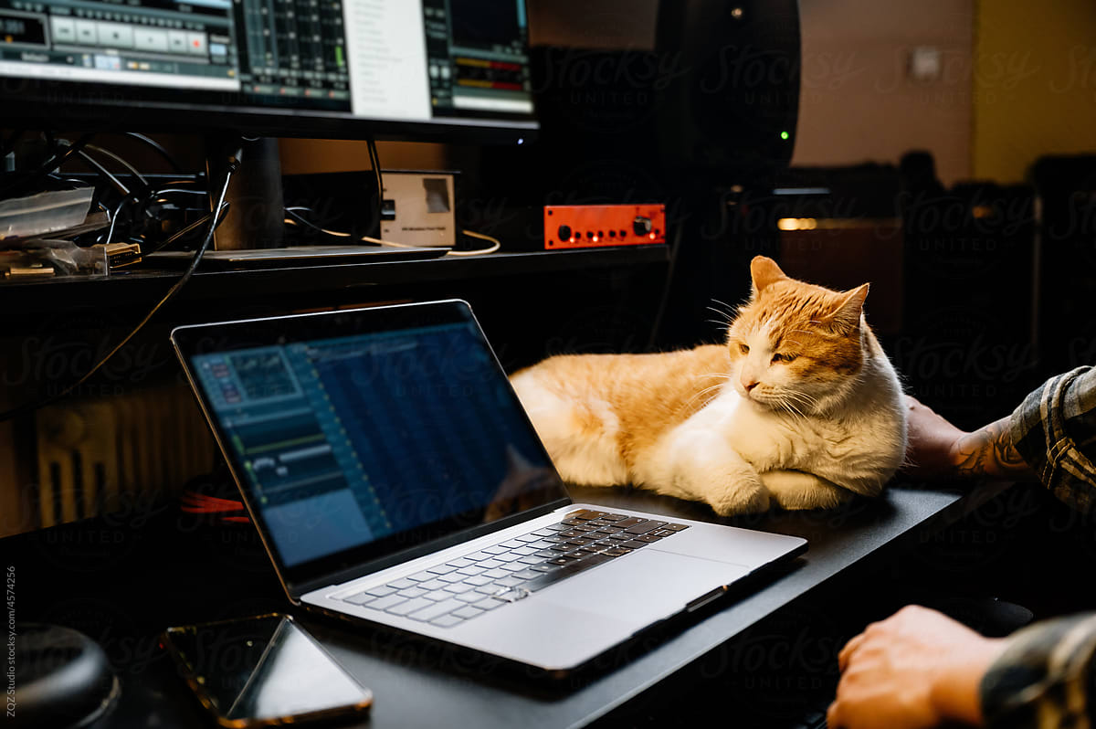 Pet cat sitting besieds a laptop