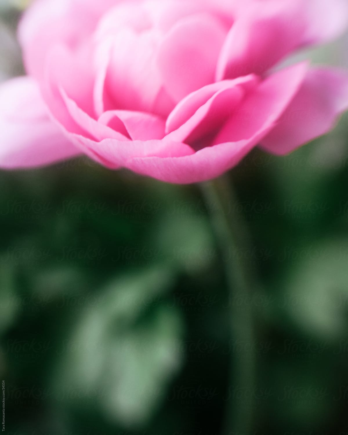 single bright pink ranunculus flower