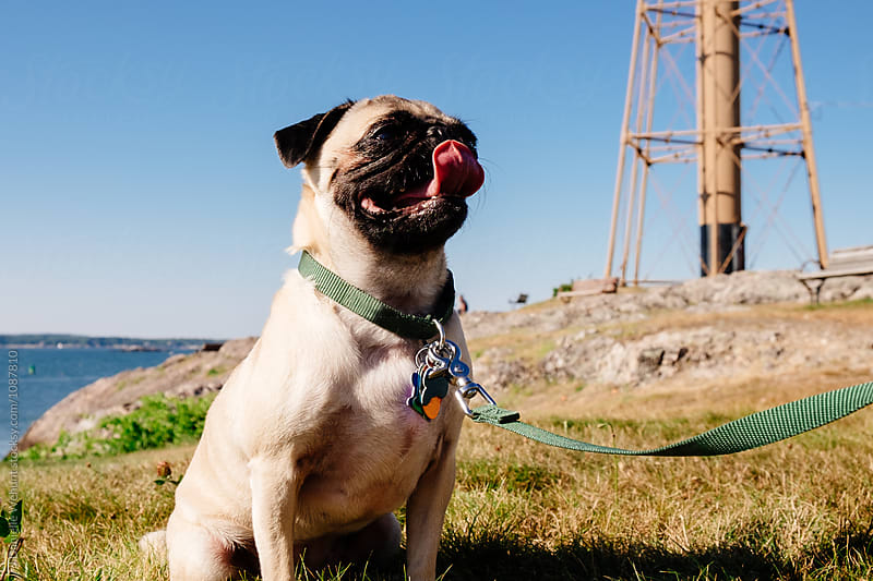 A cute pug puppy sitting outside by the ocean