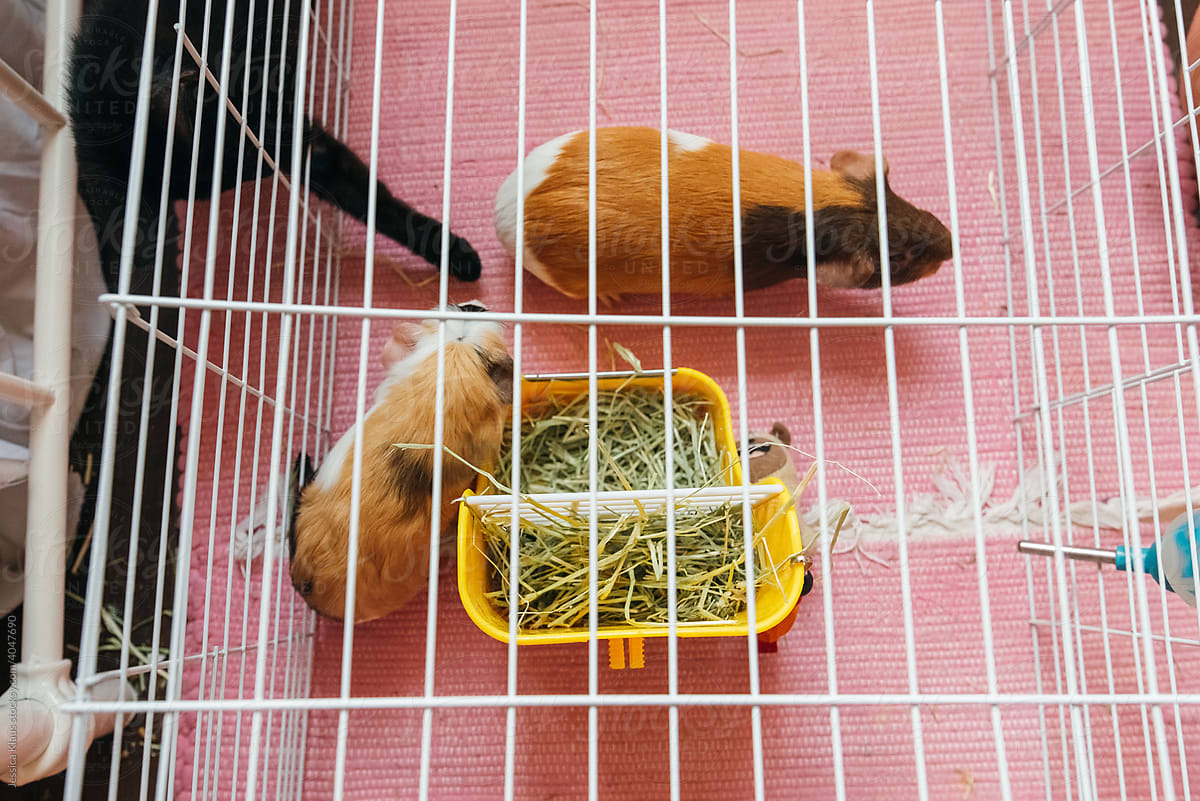 Two guinea pigs safe from cat attack.