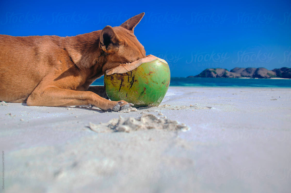A dog is drinking coconut milk on the sandy beach.