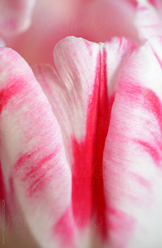 Pink and white tulip macro