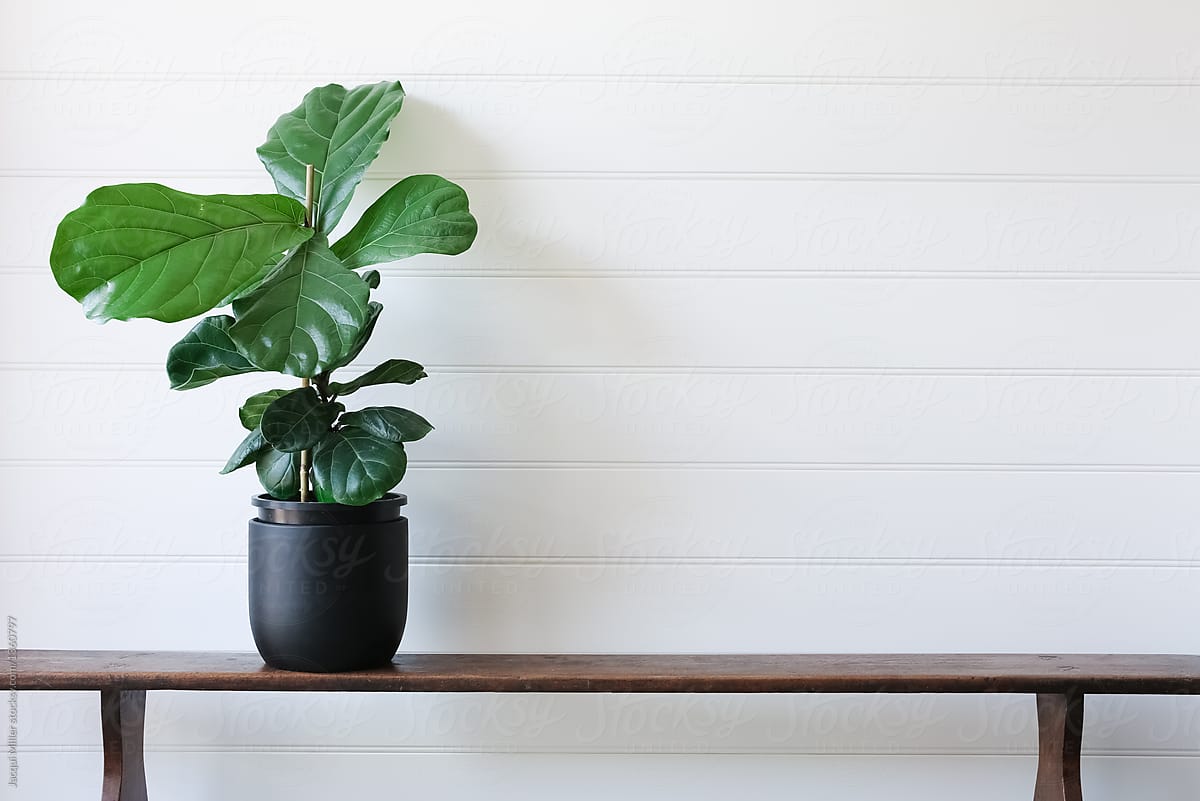 Young Fiddle Leaf Fig (Ficus lyrata) against white background, with copyspace