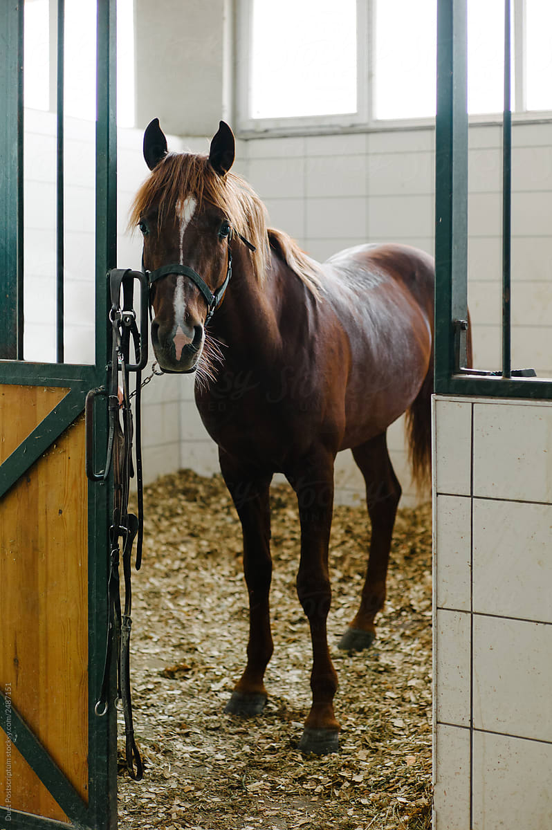 Horse standing on hay in stall