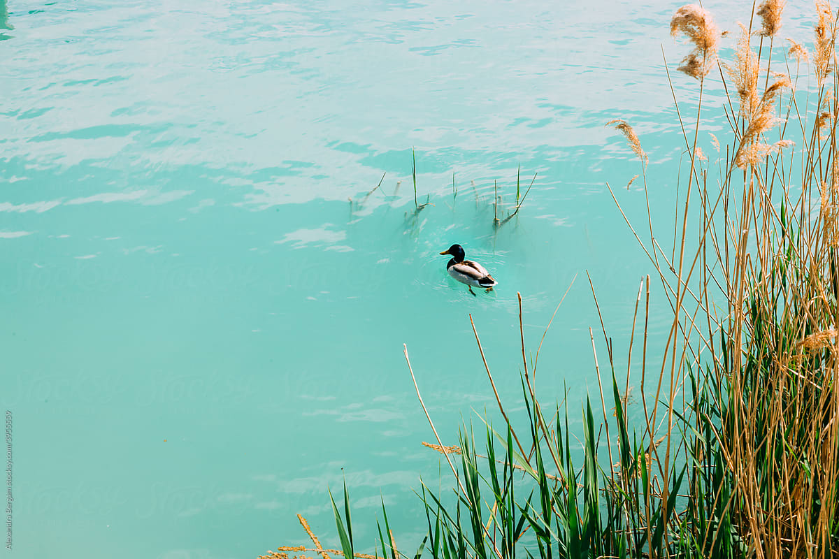 Duck on the turquoise lake with green reed
