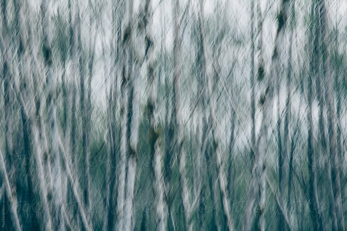 Blurred motion abstract of alder forest