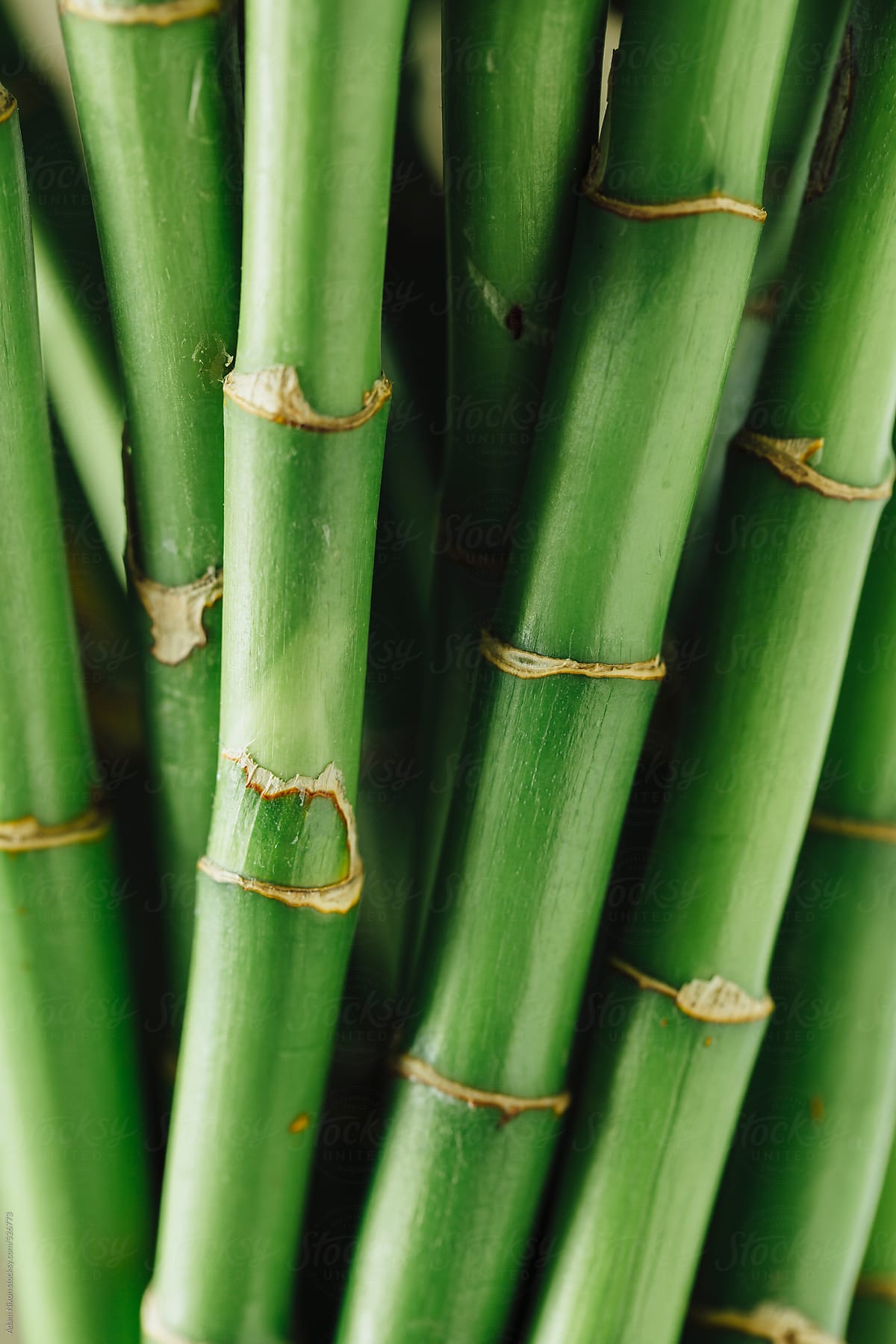 Close-up of a bamboo plant