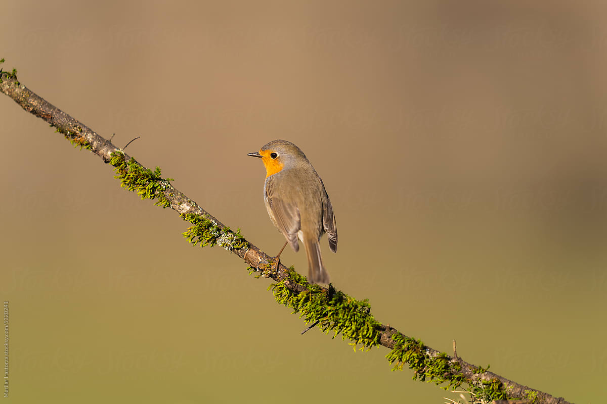 Robin Perched On An Embranchment