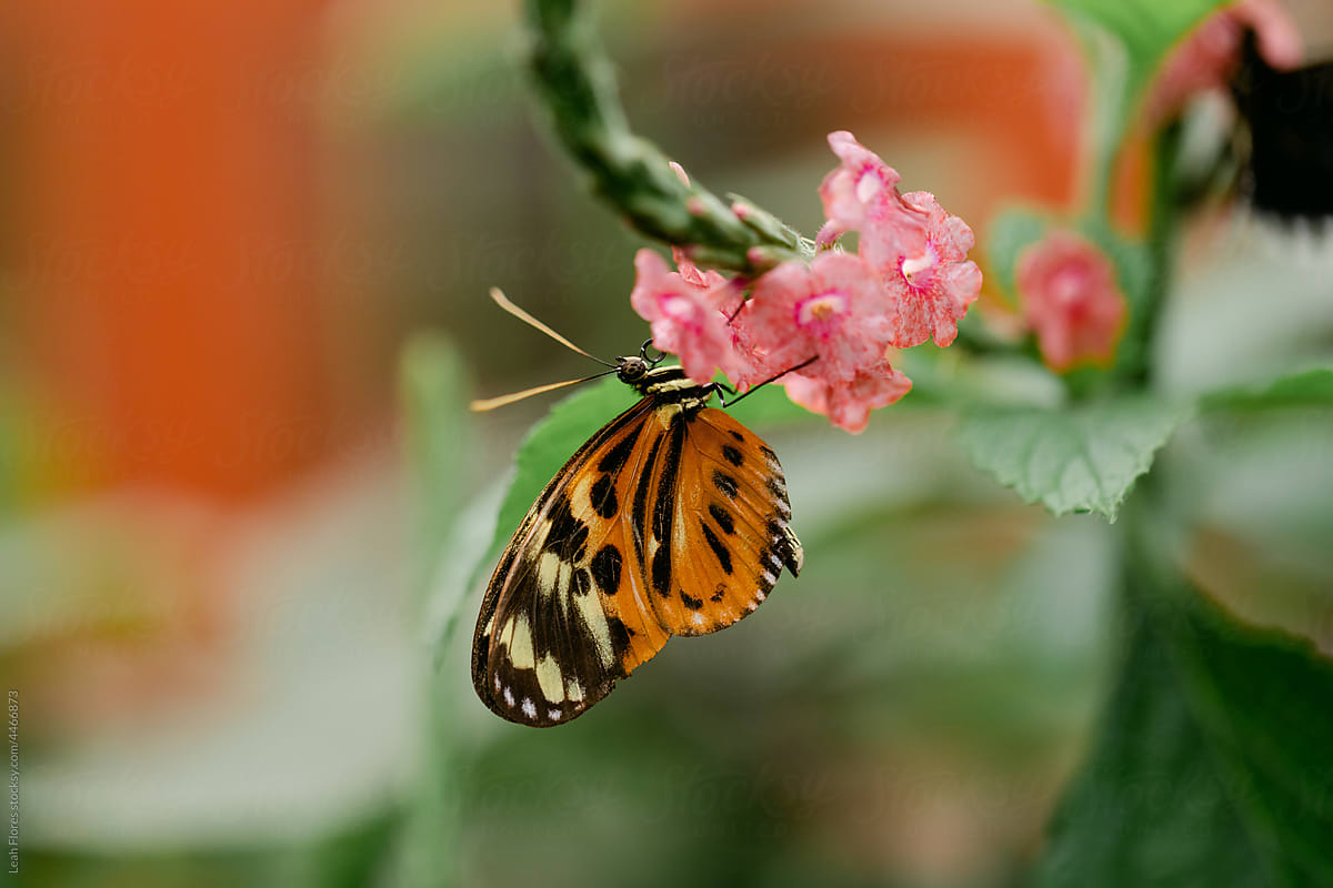 Butterfly Hanging on a PInk Flower
