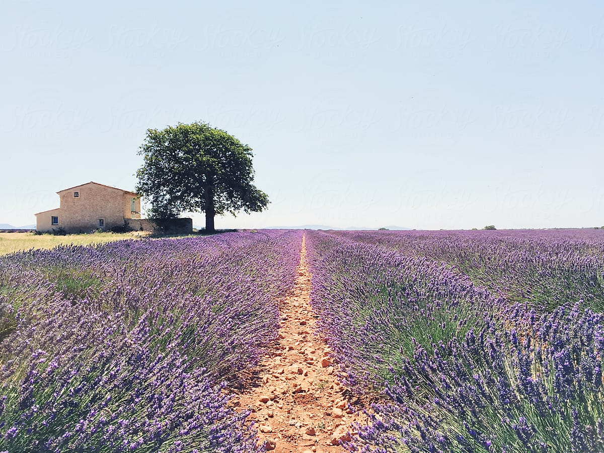 Lavender fields at Plateau De Valensole in Provence, France