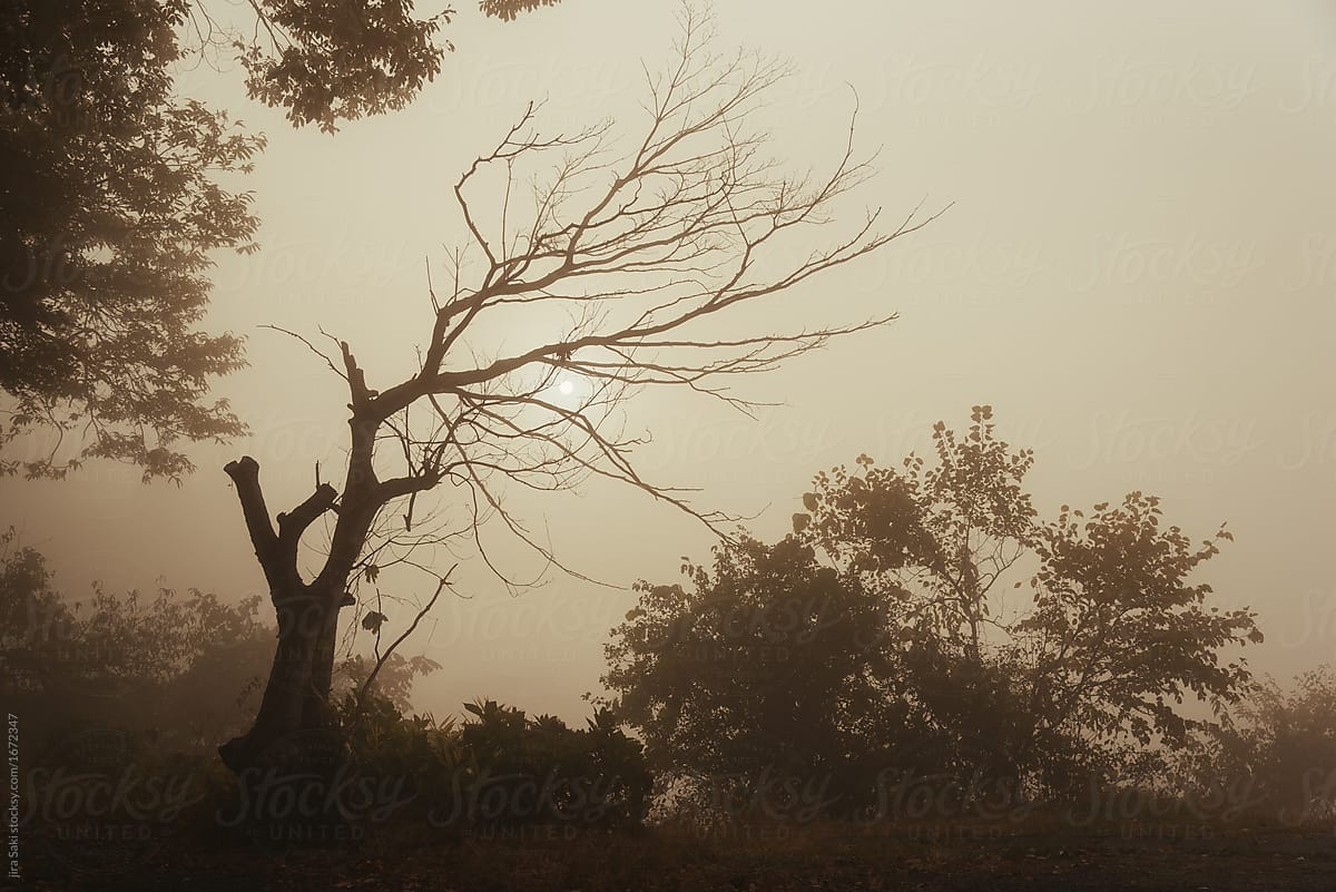 fallen leaf tree form in the mist