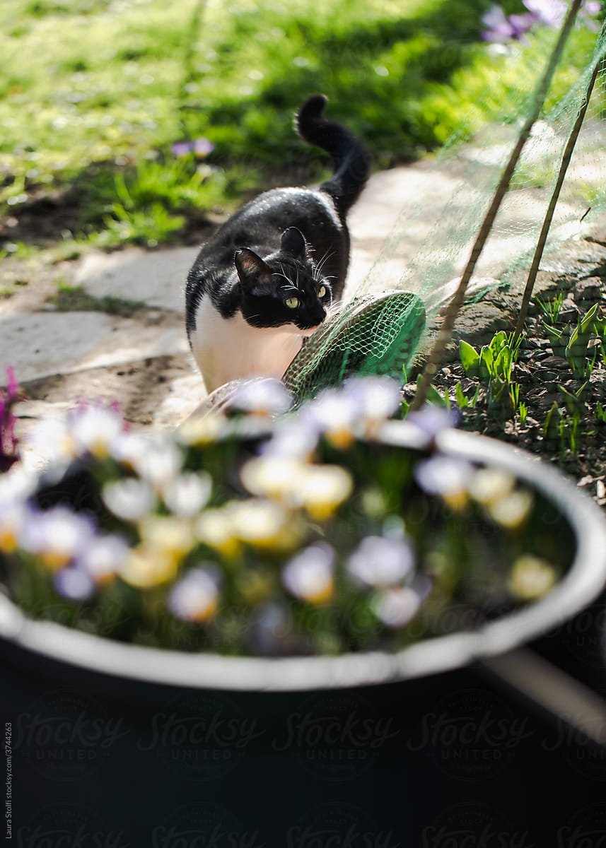 Cat exploring garden in spring