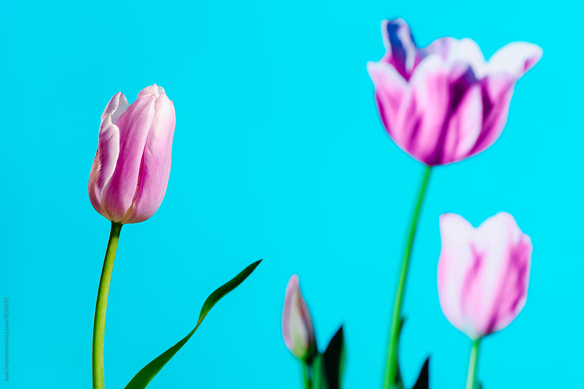 natural tulip and some tulips on a screen