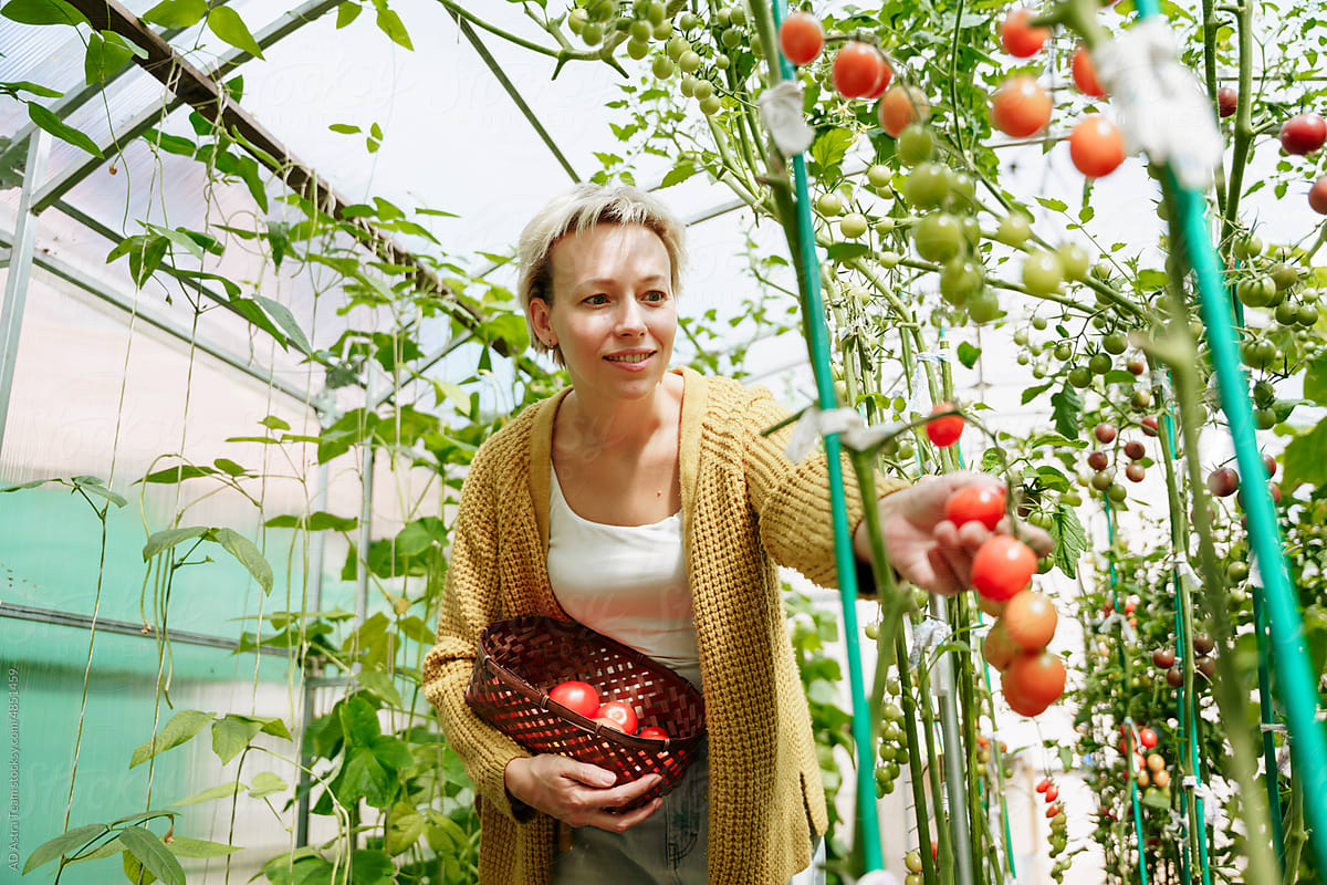 A woman in a greenhouse collects tomatoes
