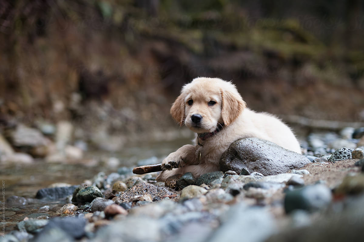 A golden retriever puppy playing with a stick beside a creek