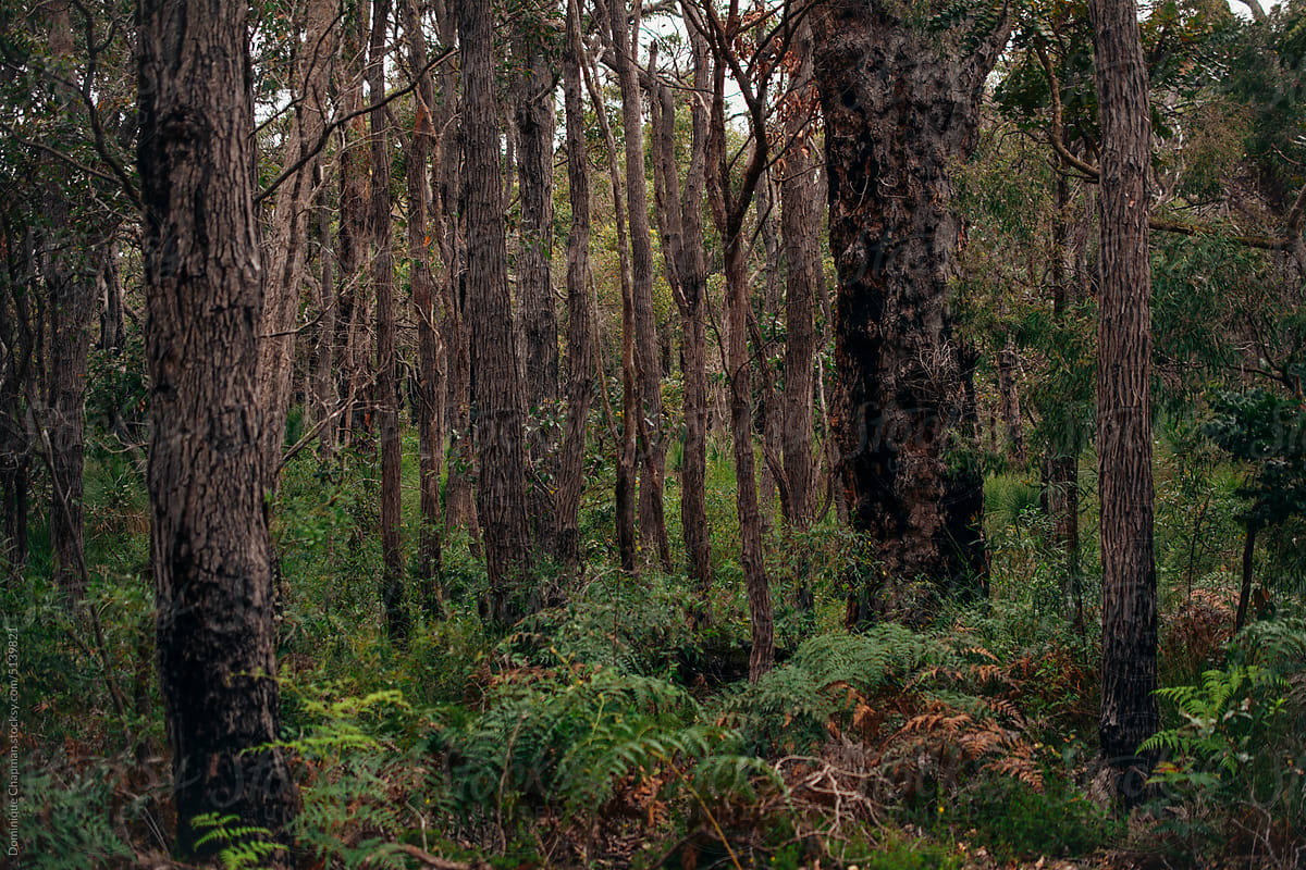 Overgrown Native Australian bushland