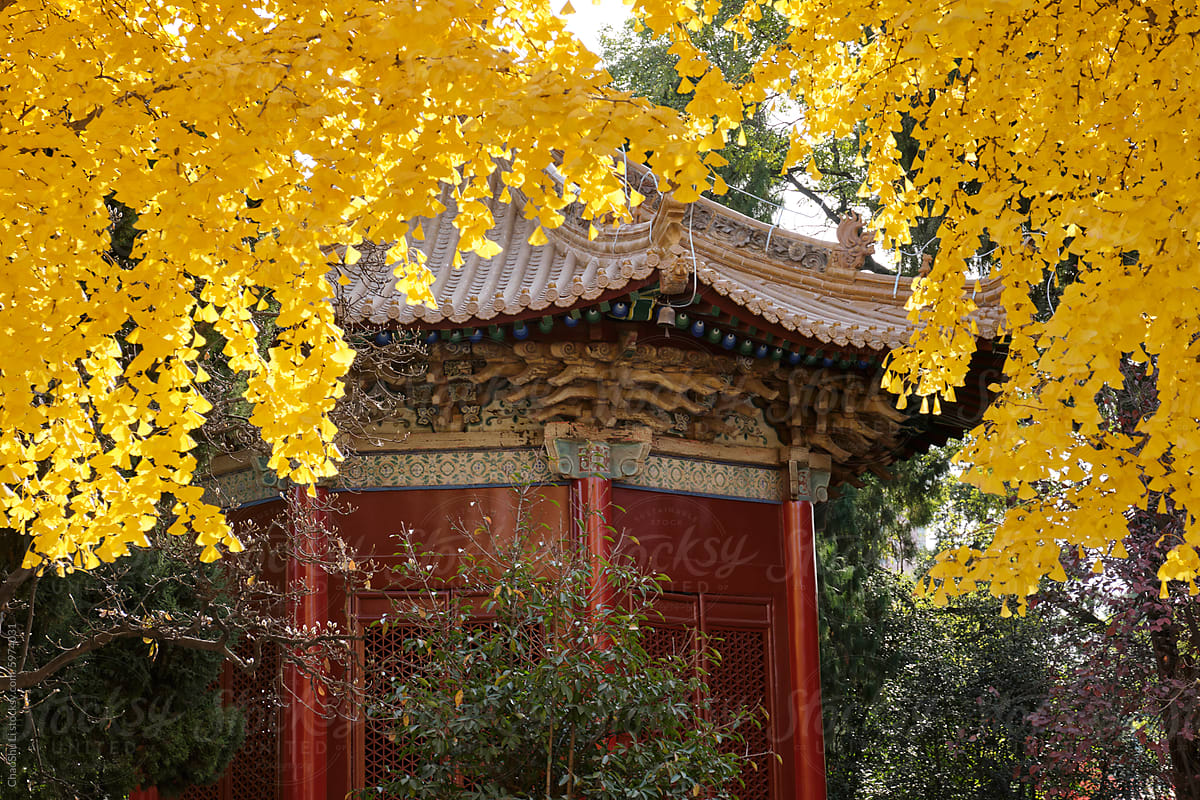 Traditional Chinese style loft building and ginkgo leaves background