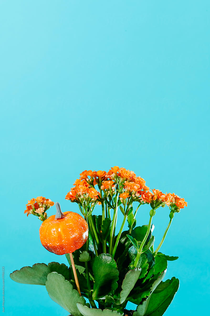 orange kalanchoe plant