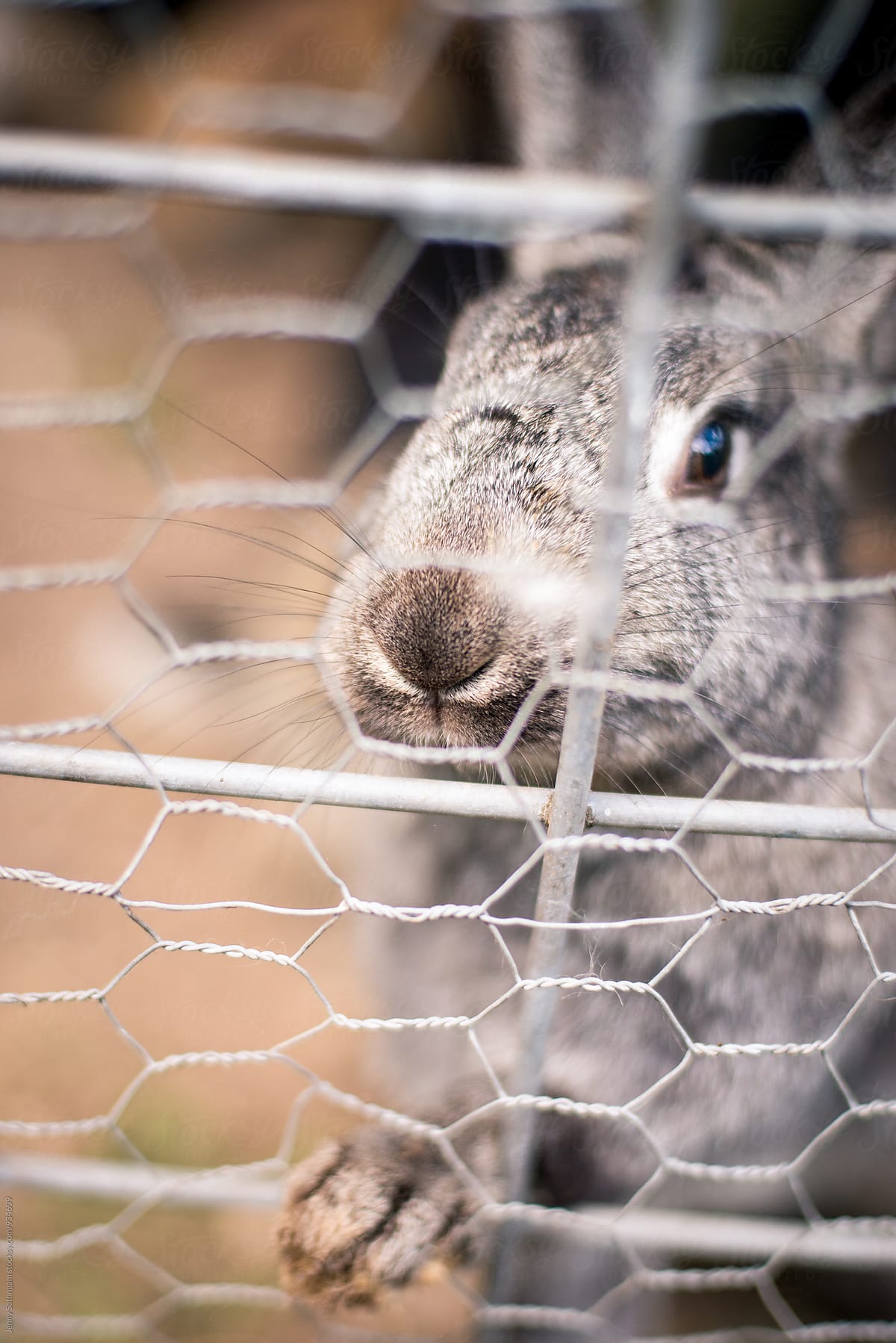 Curious Rabbit through the fence