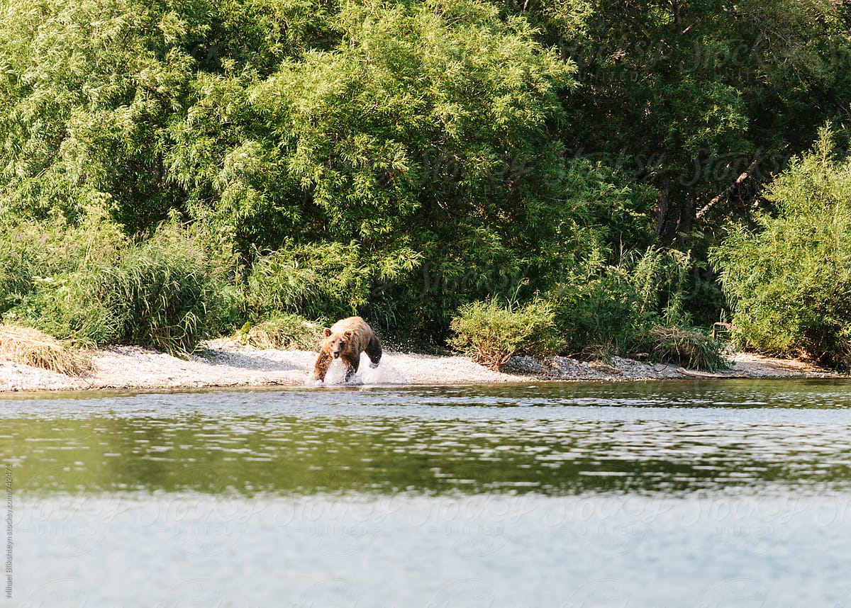 Wild brown (grizzly) bear jumping into the water of a river after salmon