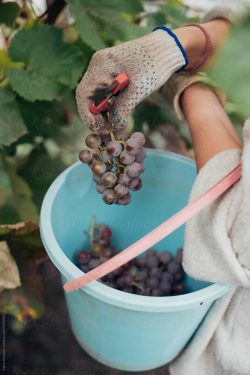 close-up of a woman gathering grape in the garden