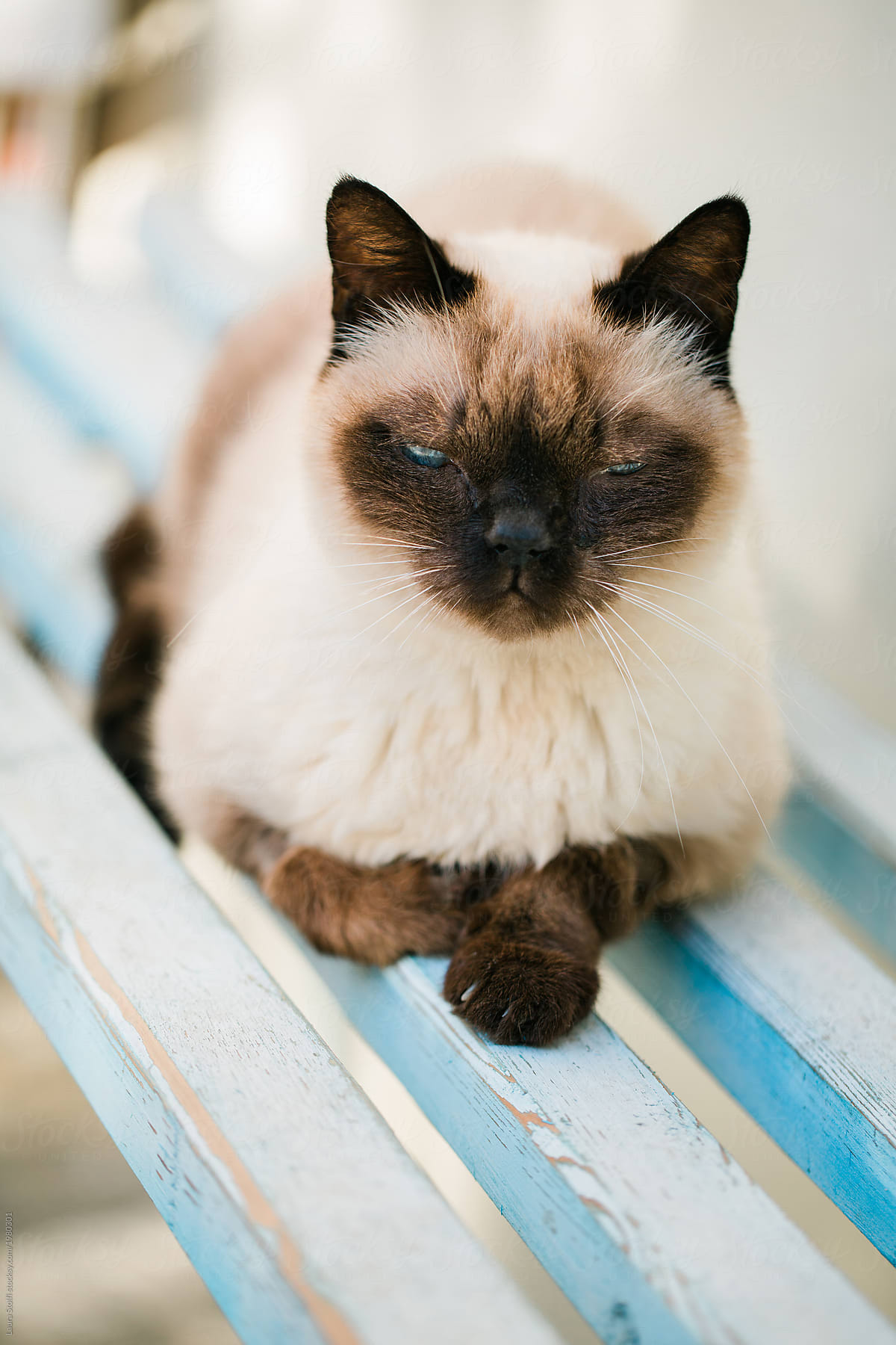 Beautiful siamese cat baths in the sun on wooden bench and looks at the camera