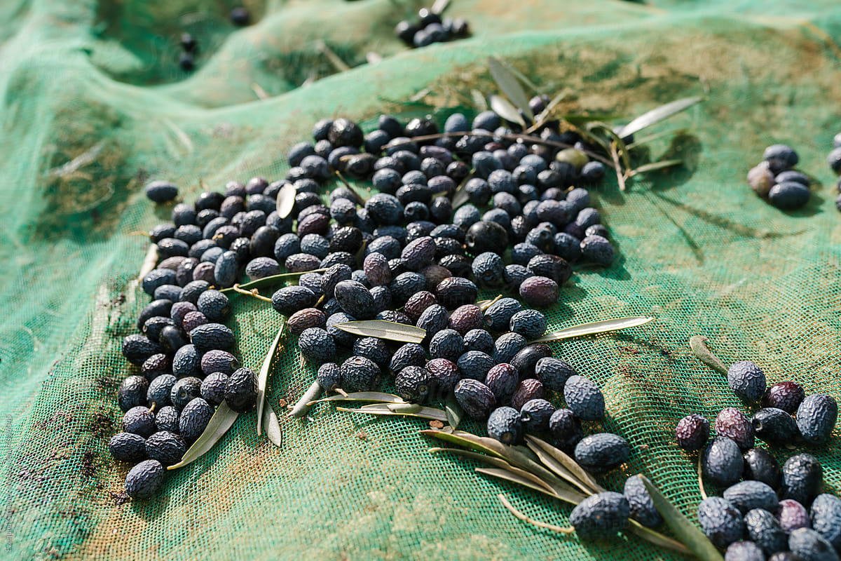 Ripe olives on green net