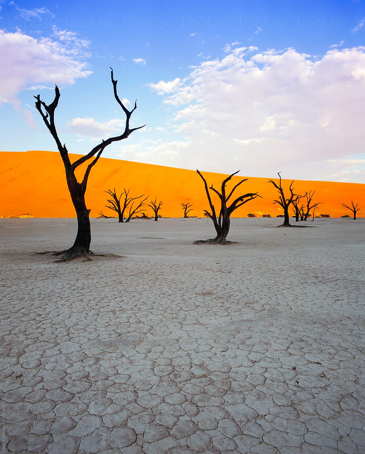 Dead trees and orange sand dunes, Dead Vlei,  Sossusvlei dune fi