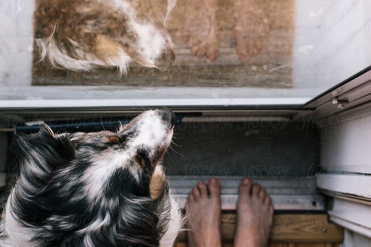 Woman's feet next to pet dog staring out of a doorway