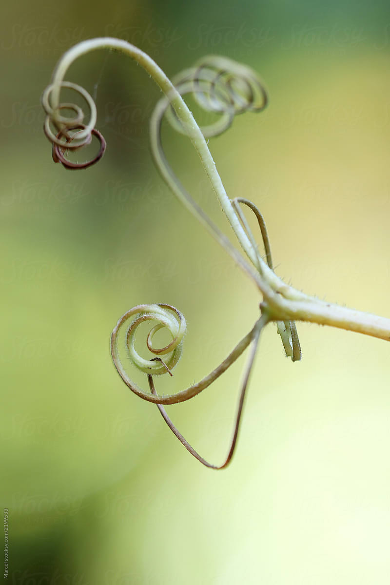 Macro photo of the curly tendrils of a pumpkin plant. Selective shallow focus.