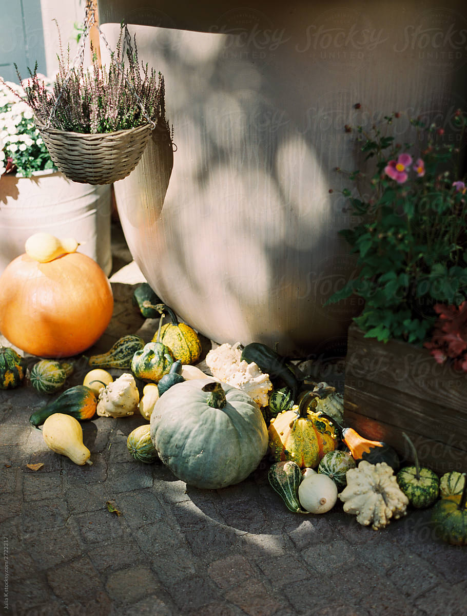 Autumnal pumpkins still life