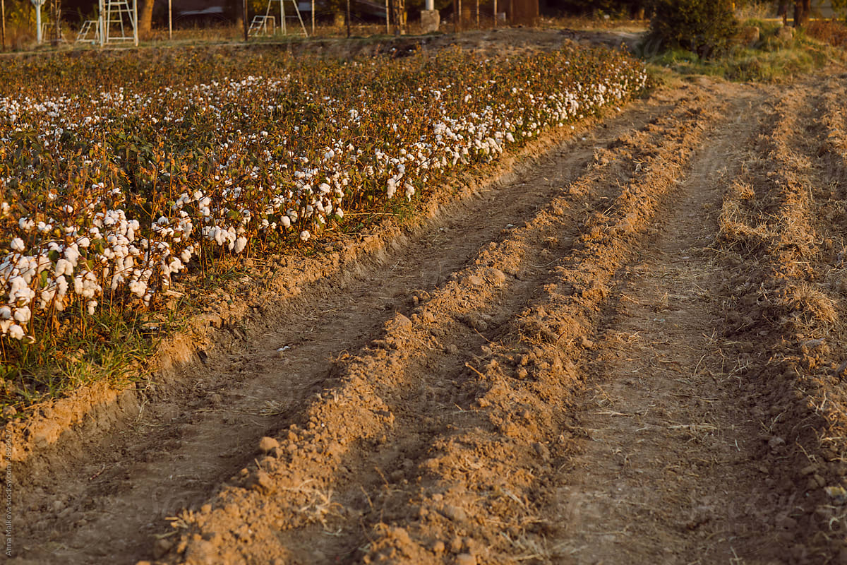 Road on a field of cotton