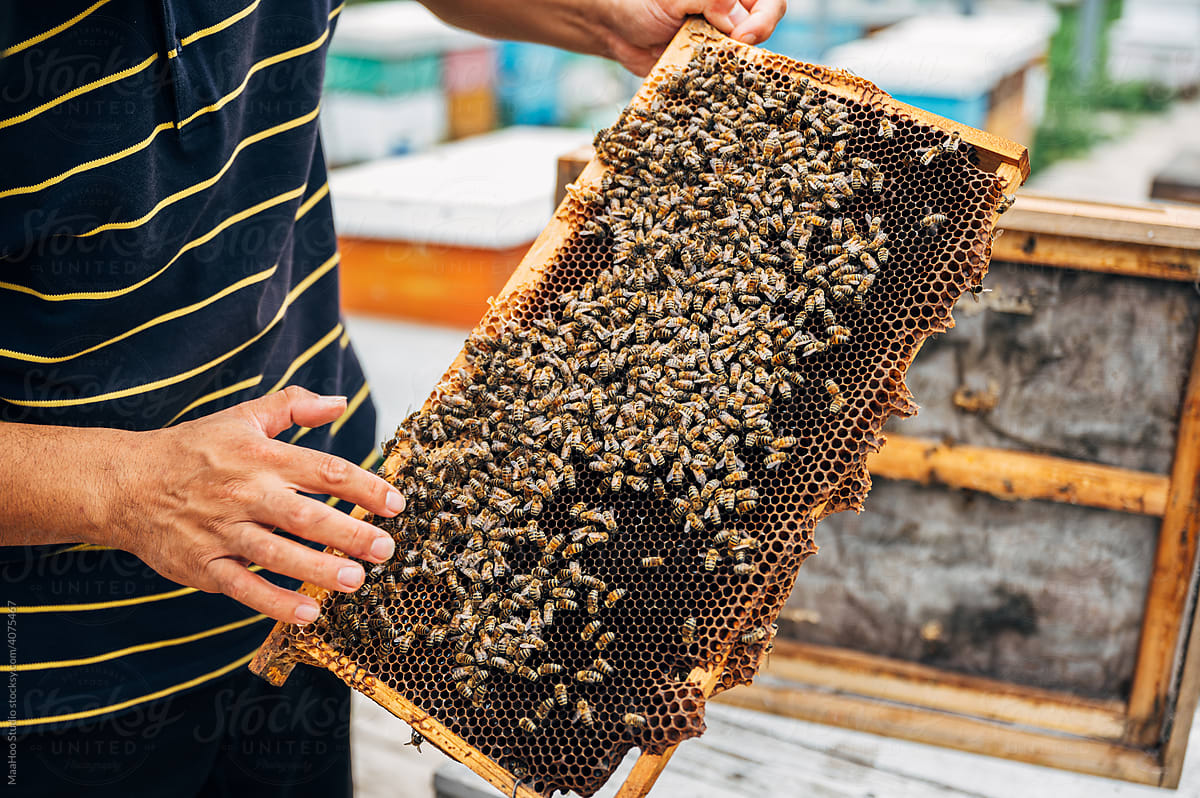 Beekeeper shows beehive