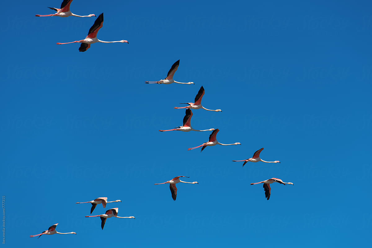 Migrating pink flamingo birds flying in a V on the sky