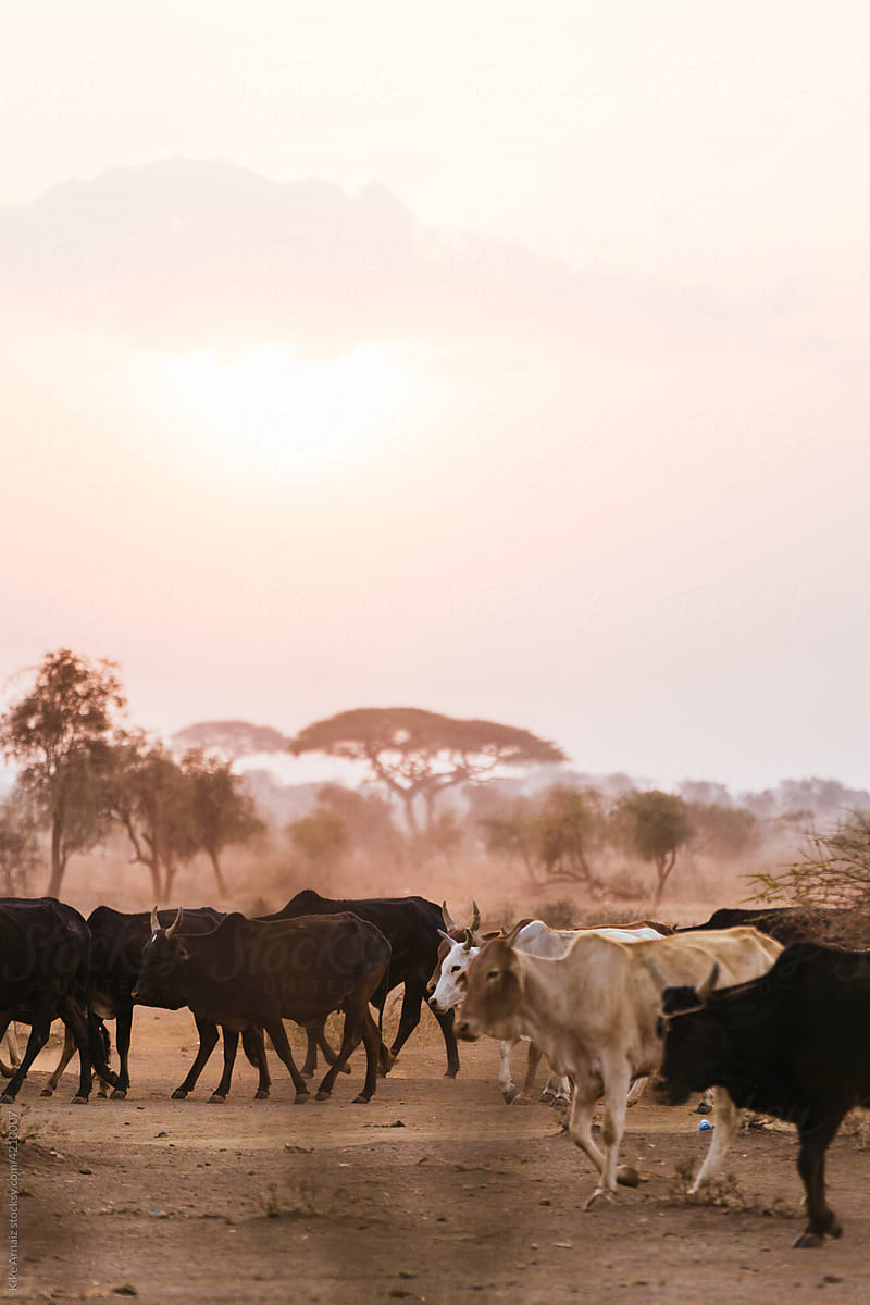 Herd of cows in savanna