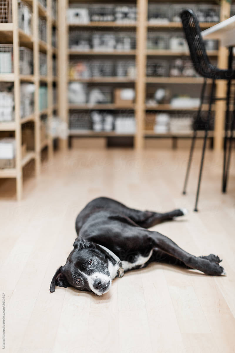 Dog in Small Business Shop