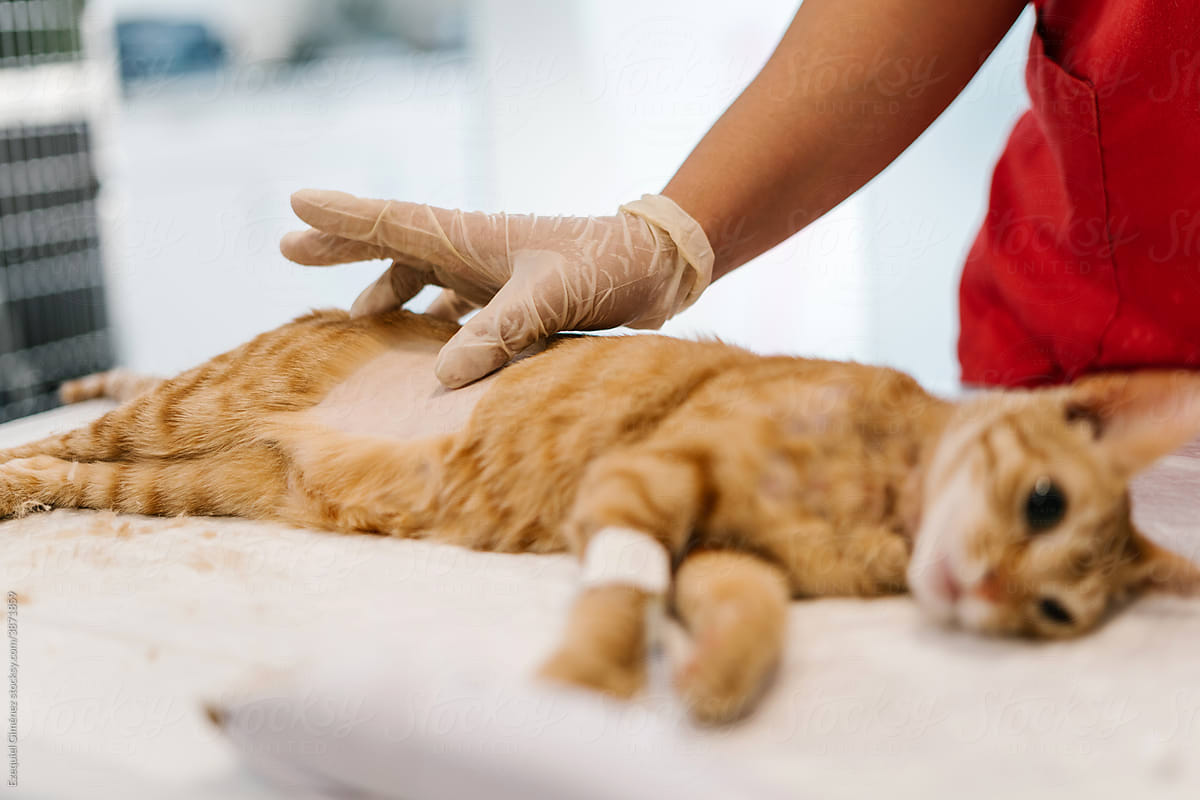 Anonymous hands of a veterinarian attending to a cat