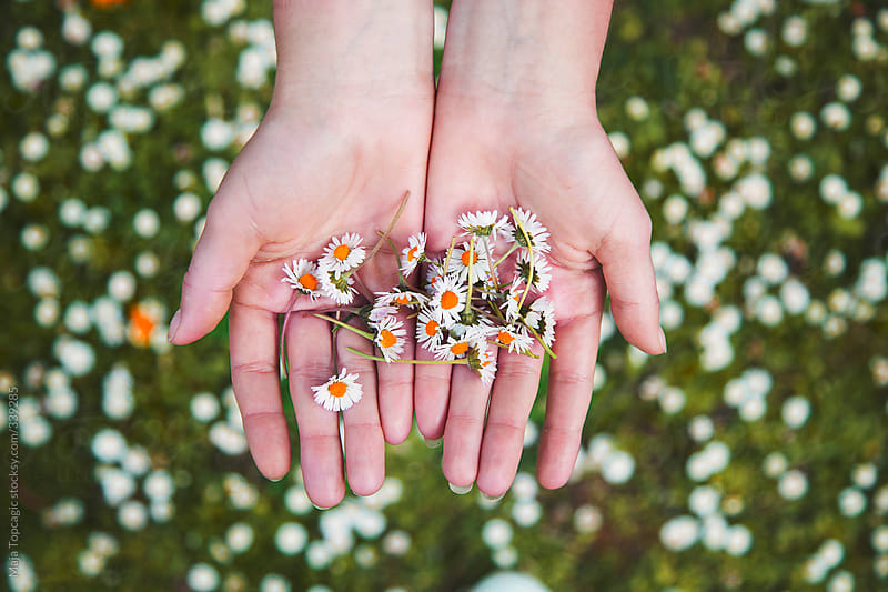 Woman hand holding daisies by Maja Topcagic - Stocksy United