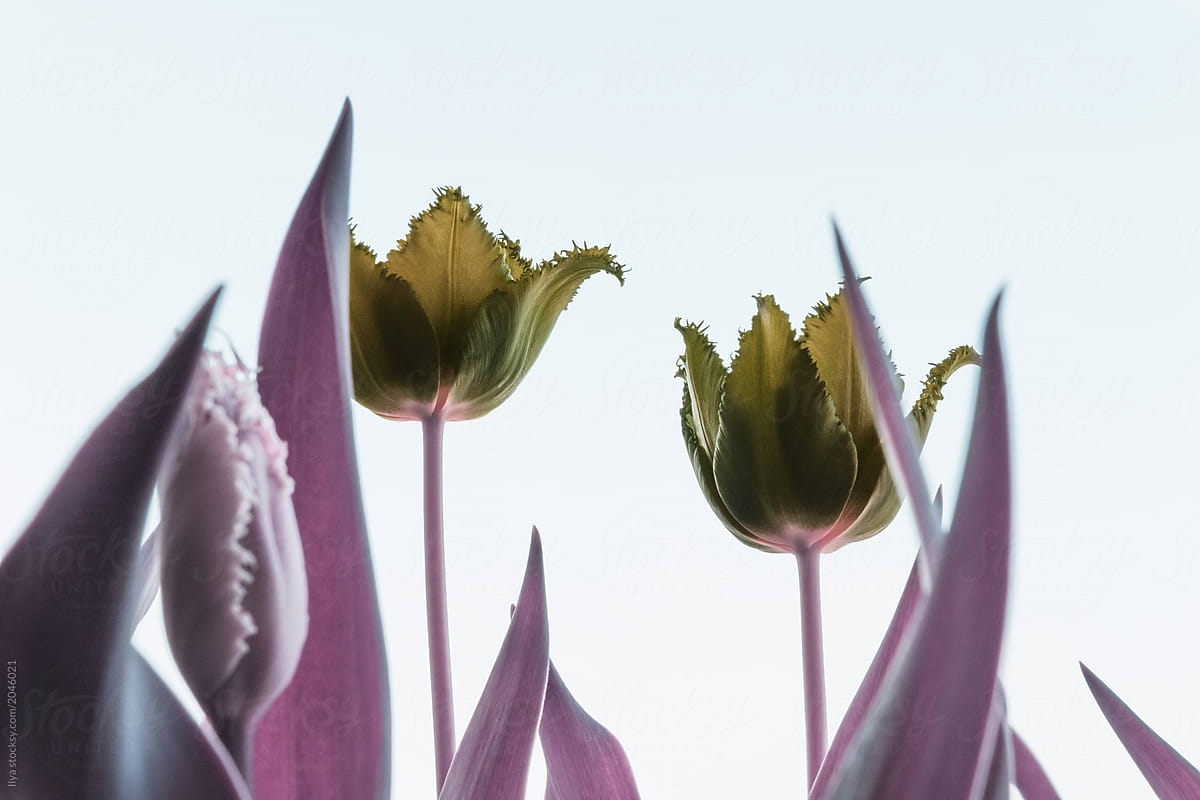 Tulip spring flowers on nature in surreal infrared pink